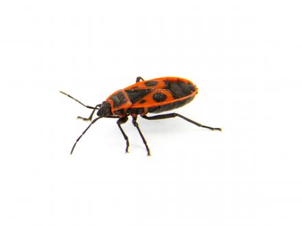 Eldskinnbagge (Pyrrhocoridae)
